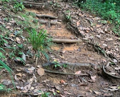 Escada de madeira natural de Copolia