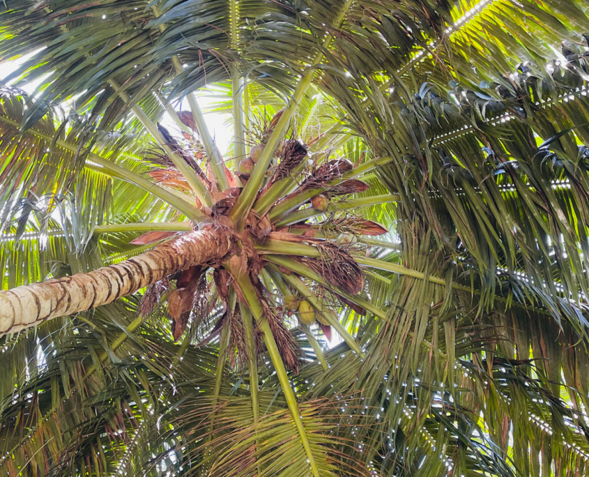 Palmier dans le magnifique Paradiese des Seychelles