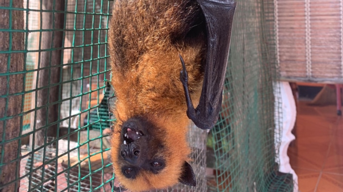 Morcego de fruta em Anse Major